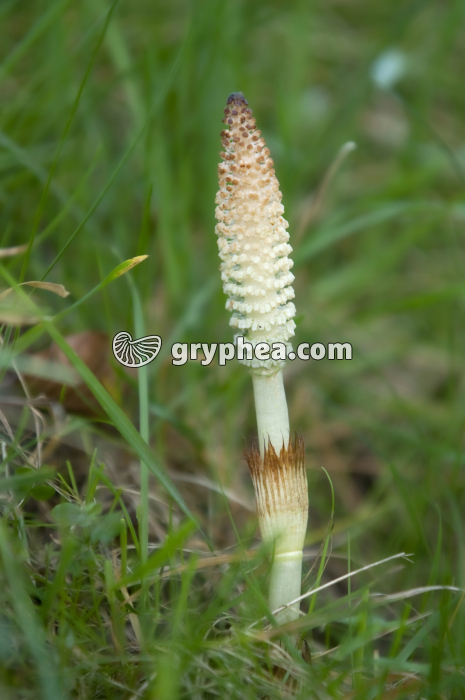 Grande Prêle - Epi sporifère  ou strobile (Equisetum telmateia)   - gryphea.com
